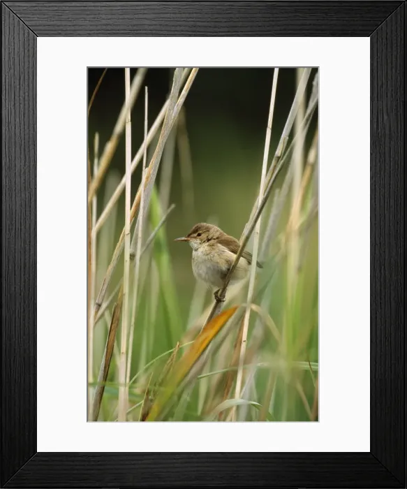 Framed Print : Reed Warbler