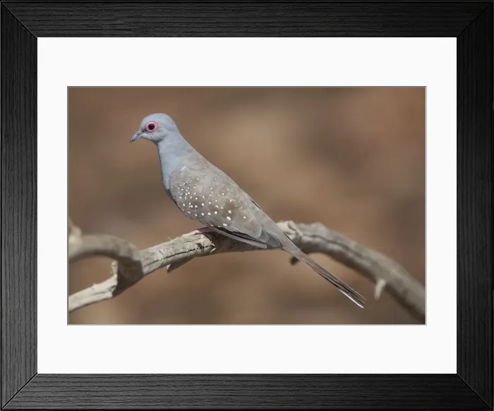 Framed Print : Diamond Dove At Donkey Creek, near Canteen Creek Aboriginal Community, Northern Territory, Australia Framed Print : Diamond Dove At Donkey Creek, near Canteen Creek Aboriginal Community, Northern Territory, Australia