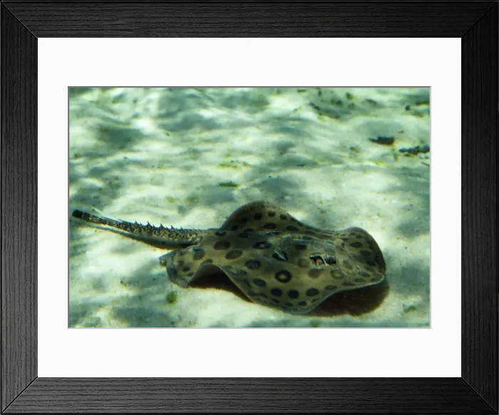 Framed Print : Freashwater Stingray - Amazon Framed Print : Freashwater Stingray - Amazon