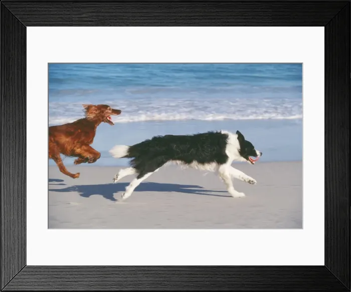 Framed Print : Border Collie & Red Setter Dog CRH 771 Running across beach Tableview Beach, Cape Town © Chris Harvey / ARDEA LONDON Framed Print : Border Collie & Red Setter Dog CRH 771 Running across beach Tableview Beach, Cape Town © Chris Harvey / ARDEA LONDON