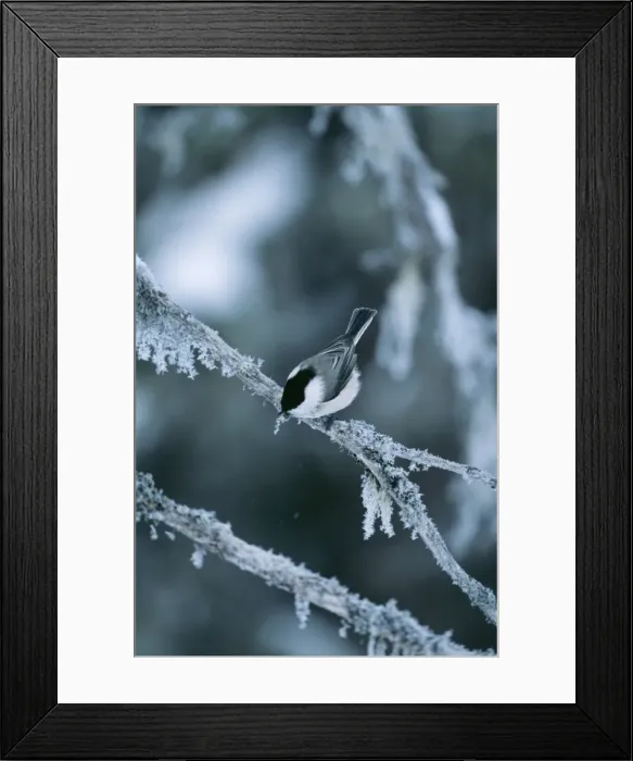 Framed Print : Willow Tit