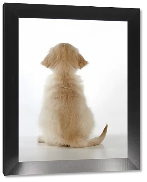 Dog - Golden Retriever - puppy sitting down - rear view