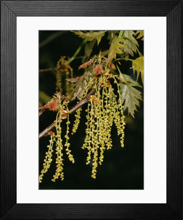 Framed Print : Red Oak. JLM-3774. Red Oak. Quercus rubra Framed Print : Red Oak. JLM-3774. Red Oak. Quercus rubra