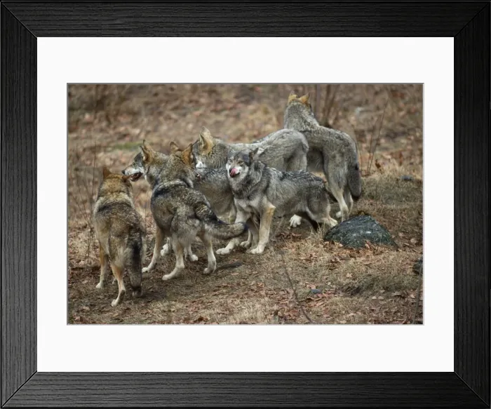 Framed Print : Wolf Pack - Germany Framed Print : Wolf Pack - Germany