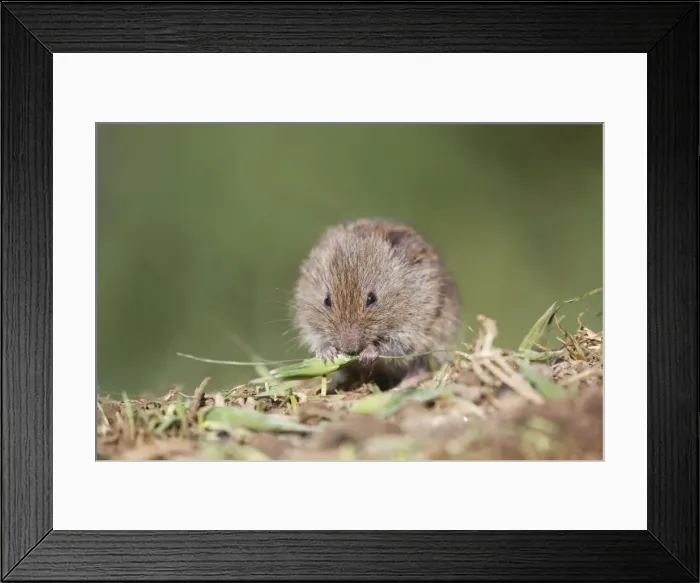Framed Print : Field Vole - eating grass - Cornwall - UK Framed Print : Field Vole - eating grass - Cornwall - UK