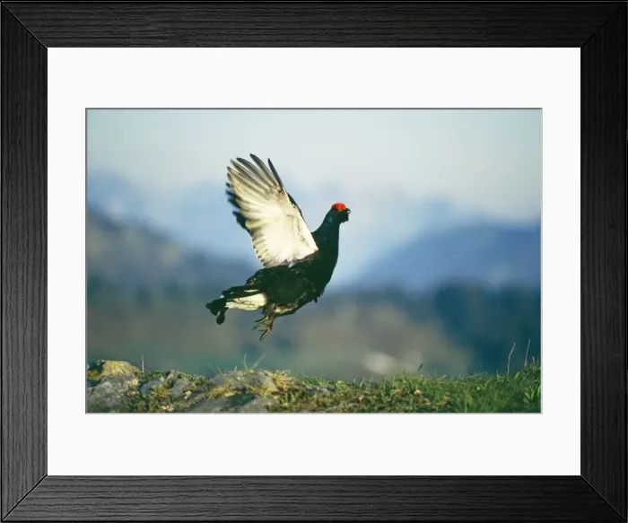 Framed Print : Black Grouse - male displaying - Swiss Alps Framed Print : Black Grouse - male displaying - Swiss Alps