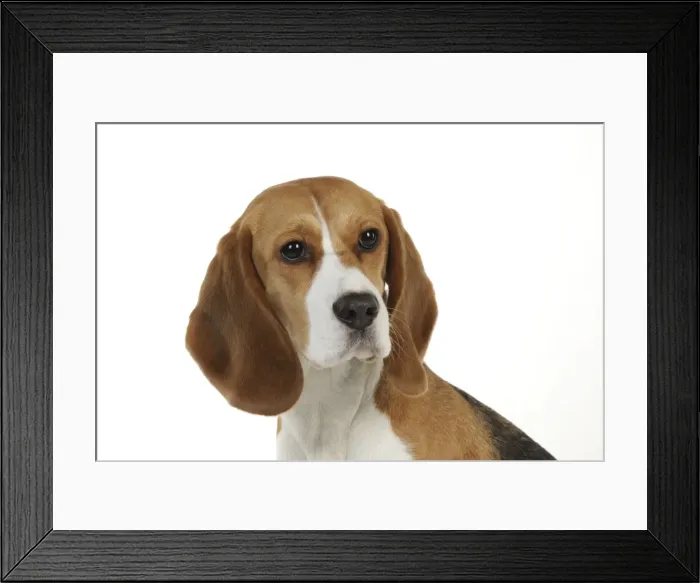 Framed Print : Dog - Beagle - sitting down Framed Print : Dog - Beagle - sitting down