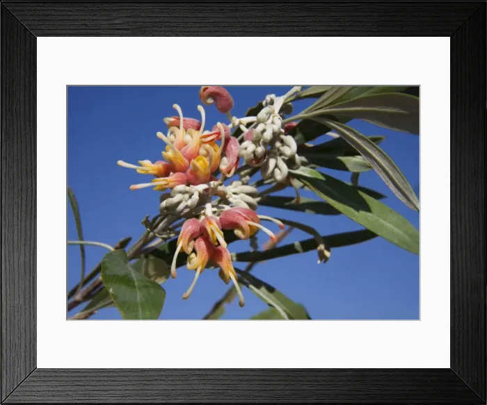 Framed Print : Silverleaf Grevillea On the Phillips Range, Gibb River Road, Kimberley, Western Australia Framed Print : Silverleaf Grevillea On the Phillips Range, Gibb River Road, Kimberley, Western Australia
