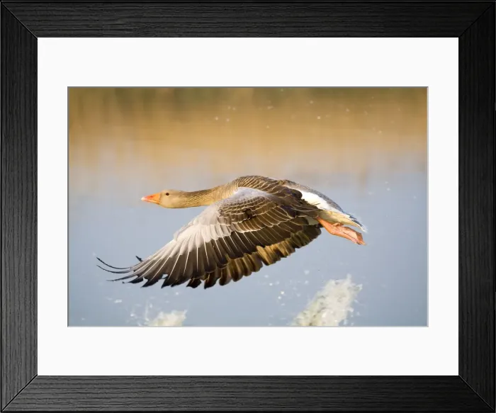 Framed Print : Greylag Goose - in flight - Hickling Broad - Norfolk - England Framed Print : Greylag Goose - in flight - Hickling Broad - Norfolk - England