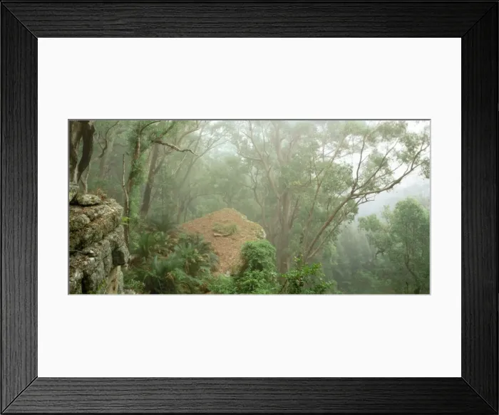Framed Print : Eucalypt forest in mist, Kangaroo Valley, east slopes of Great Dividing Range, New south Wales, Australia JPF32127 Framed Print : Eucalypt forest in mist, Kangaroo Valley, east slopes of Great Dividing Range, New south Wales, Australia JPF32127