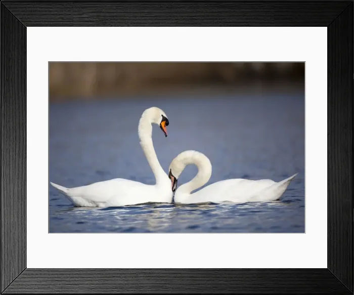 Framed Print : Mute Swans - pair - Cornwall - UK Framed Print : Mute Swans - pair - Cornwall - UK