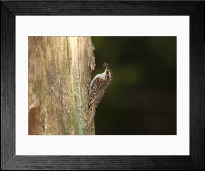 Framed Print : Treecreeper - with a beak full of insects Framed Print : Treecreeper - with a beak full of insects