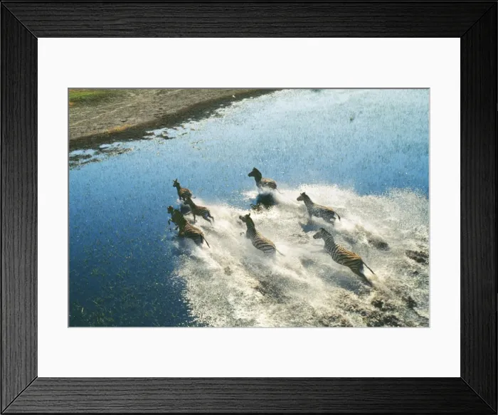 Framed Print : Burchell's Zebra CRH 753 Okavango Delta, Lake Xau, Botswana, Africa Equus burchelli © Chris Harvey / ARDEA LONDON Framed Print : Burchell's Zebra CRH 753 Okavango Delta, Lake Xau, Botswana, Africa Equus burchelli © Chris Harvey / ARDEA LONDON
