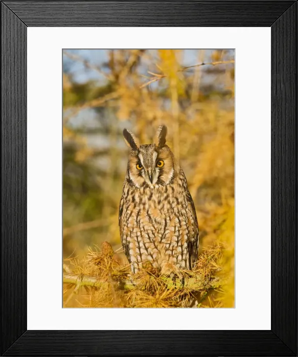 Framed Print : Long Eared Owl - in larch tree in Autumn - controlled conditions 11634 Framed Print : Long Eared Owl - in larch tree in Autumn - controlled conditions 11634