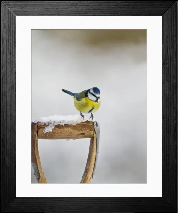 Framed Print : Blue Tit - on snowy fork handel 8738
