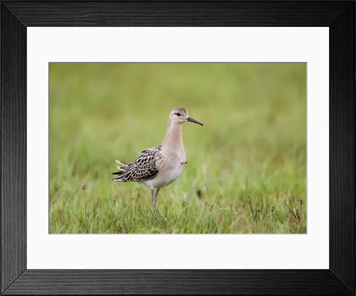 Framed Print : Ruff - female - autumn - UK Framed Print : Ruff - female - autumn - UK