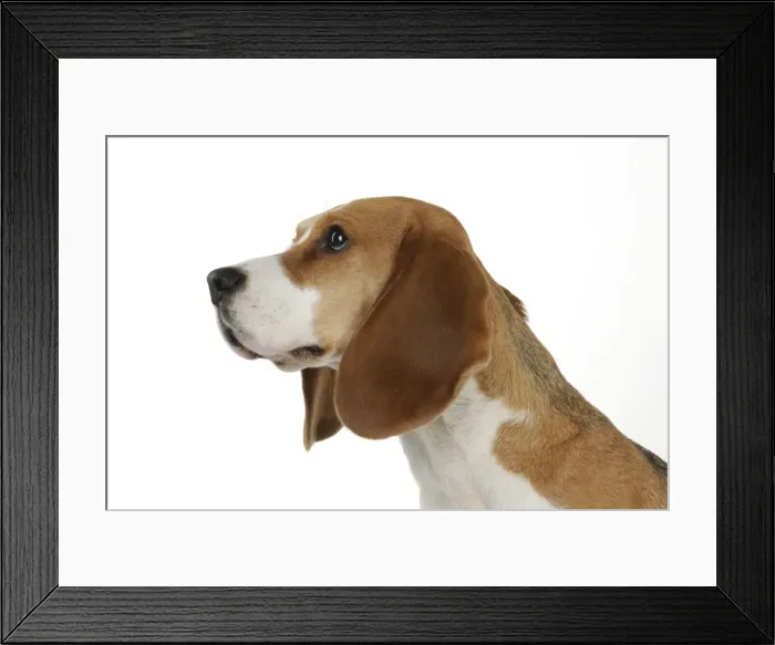 Framed Print : Dog - Beagle - sitting down Framed Print : Dog - Beagle - sitting down