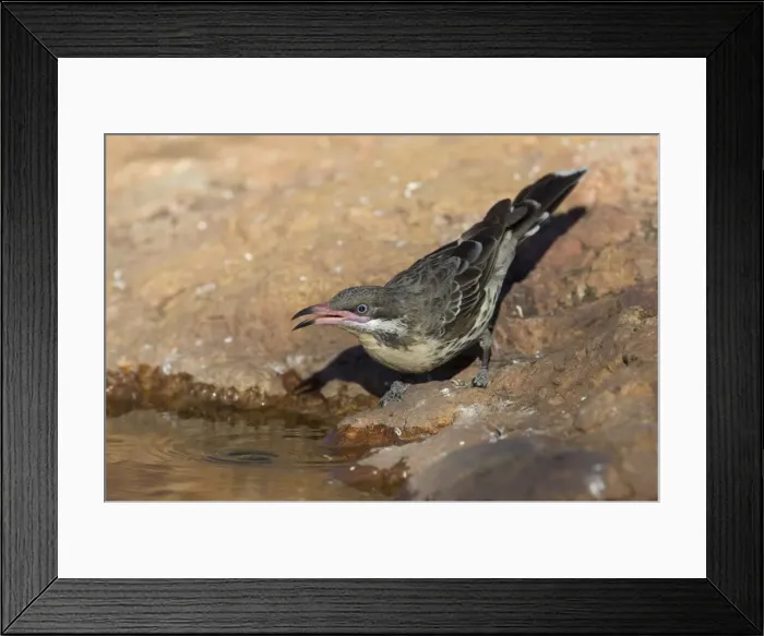 Framed Print : Spiny-cheeked Honeyeater - drinking at a small pool - near Ti Tree, Northern Territory, Australia Framed Print : Spiny-cheeked Honeyeater - drinking at a small pool - near Ti Tree, Northern Territory, Australia