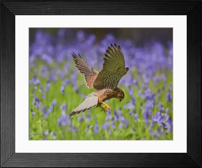 Framed Print : Kestrel - male hunting in bluebells - controlled conditions 10392 Framed Print : Kestrel - male hunting in bluebells - controlled conditions 10392