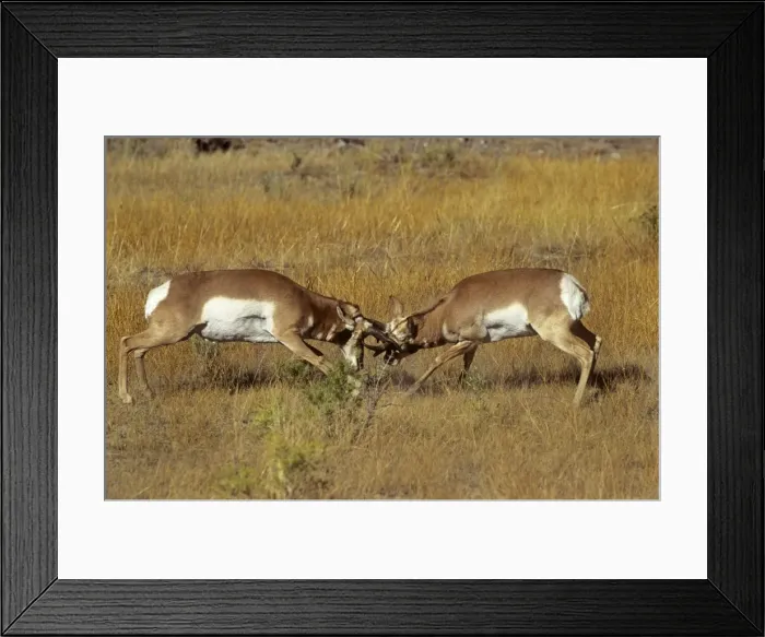 Framed Print : Pronghorn - males fighting - Yellowstone National Park - USA Framed Print : Pronghorn - males fighting - Yellowstone National Park - USA
