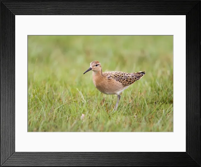 Framed Print : Ruff - juvenile - autumn - UK Framed Print : Ruff - juvenile - autumn - UK