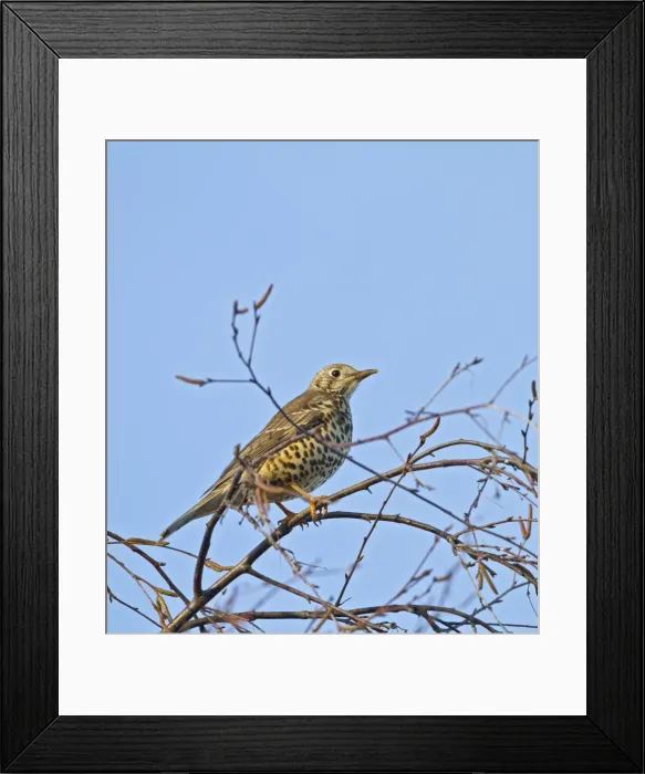 Framed Print : Mistle Thrush - in tree top - Bedfordshire UK 8772 Framed Print : Mistle Thrush - in tree top - Bedfordshire UK 8772