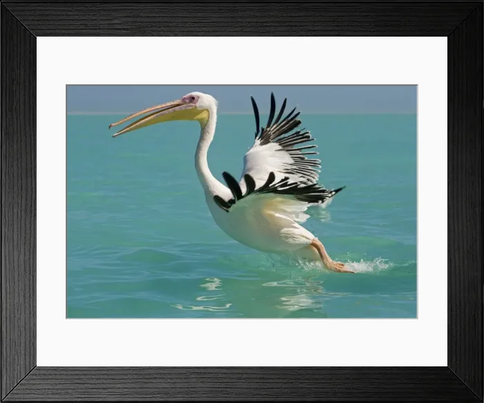 Framed Print : Great White Pelican - taking off - Atlantic Ocean - Namibia - Africa Framed Print : Great White Pelican - taking off - Atlantic Ocean - Namibia - Africa
