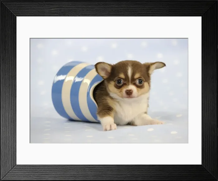 Framed Print : DOG. Chihuahua puppy laying in jug Framed Print : DOG. Chihuahua puppy laying in jug