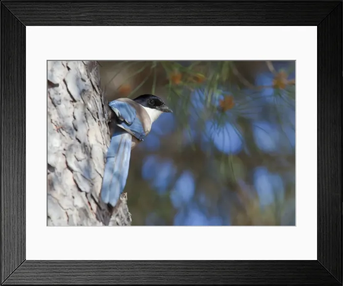 Framed Print : Azure-winged magpie - adult bird perching on tree - Southern Spain Framed Print : Azure-winged magpie - adult bird perching on tree - Southern Spain