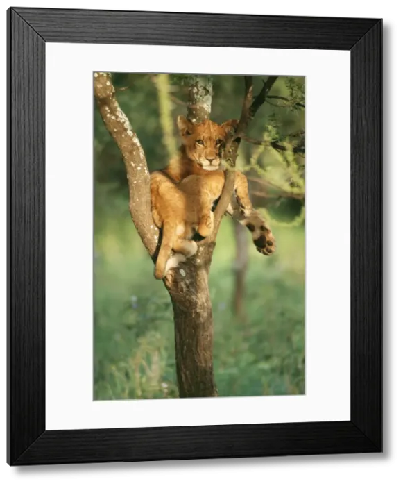 Framed Print : Young Lion - in tree - Serengeti National Park, Tanzania, Africa Framed Print : Young Lion - in tree - Serengeti National Park, Tanzania, Africa