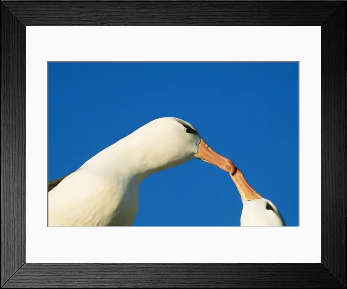 Framed Print : Black-Browed Albatross JPF 11080 Westpoint Island, Falkland Islands. Diomedea melanophrys © Jean-Paul Ferrero / ARDEA LONDON Framed Print : Black-Browed Albatross JPF 11080 Westpoint Island, Falkland Islands. Diomedea melanophrys © Jean-Paul Ferrero / ARDEA LONDON