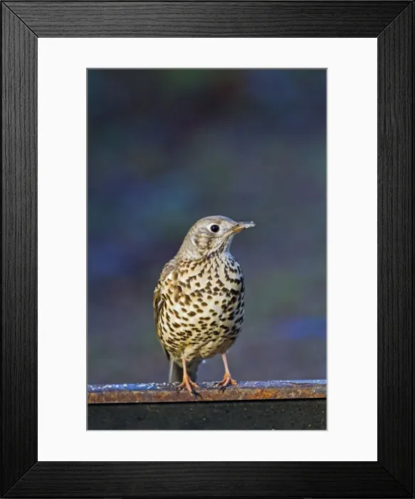 Framed Print : Mistle Thrush - on fence - Bedfordshire UK 8775 Framed Print : Mistle Thrush - on fence - Bedfordshire UK 8775