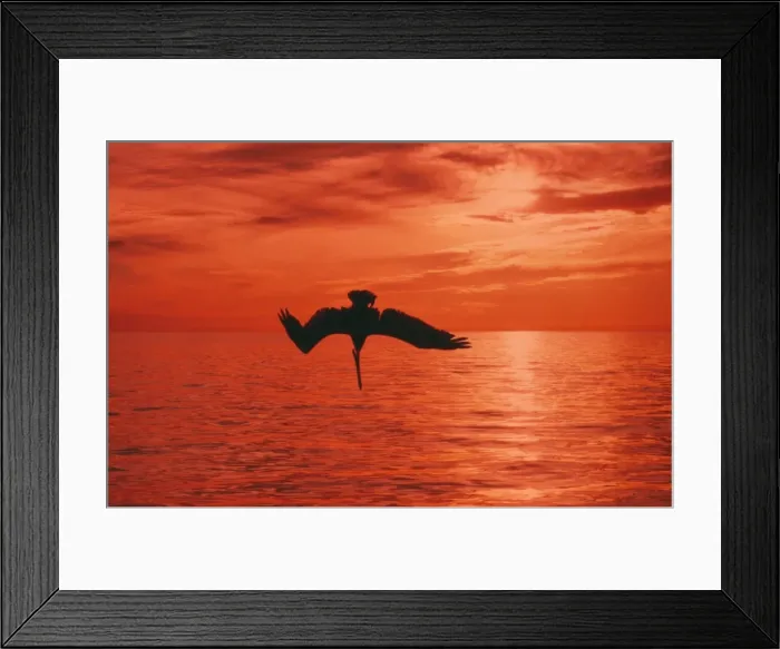 Framed Print : Brown Pelican - in flight diving for fish at sunset - California coast - USA Framed Print : Brown Pelican - in flight diving for fish at sunset - California coast - USA