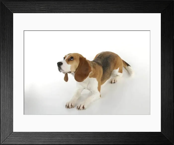 Framed Print : Dog - Beagle - lying down Framed Print : Dog - Beagle - lying down