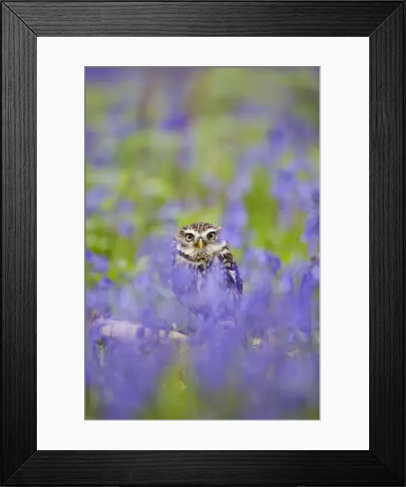 Framed Print : Little Owl - in bluebell wood - controlled conditions 10256