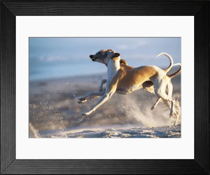 Framed Print : Whippet Dogs CRH 712 Whippets fighting in mid-air leap © Chris Harvey / ARDEA LONDON Framed Print : Whippet Dogs CRH 712 Whippets fighting in mid-air leap © Chris Harvey / ARDEA LONDON