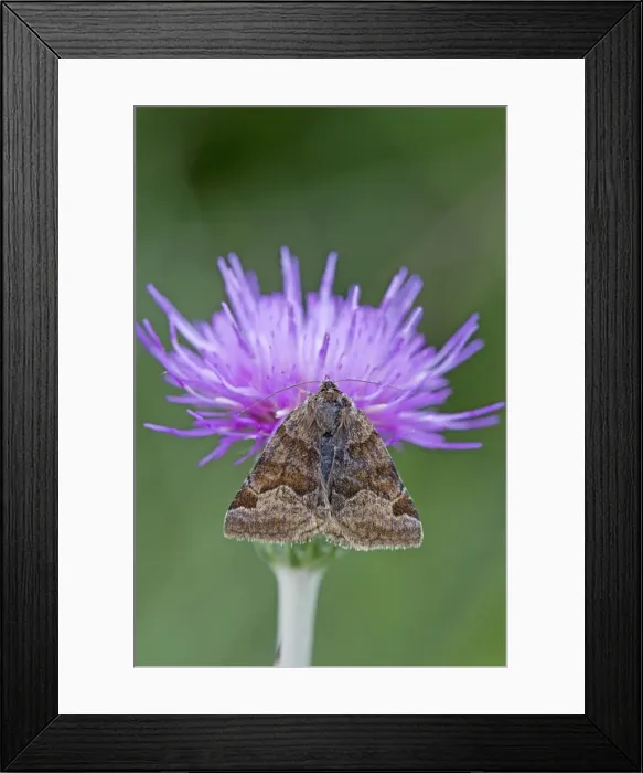 Framed Print : Burnet Companion Moth - on knapweed - UK Framed Print : Burnet Companion Moth - on knapweed - UK