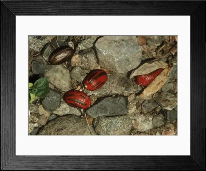 Framed Print : Nutmeg - fallen to the ground Framed Print : Nutmeg - fallen to the ground