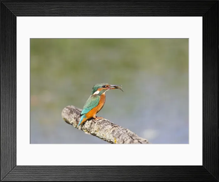 Framed Print : Kingfisher - on perch with fish - Suffolk UK 12083 Framed Print : Kingfisher - on perch with fish - Suffolk UK 12083