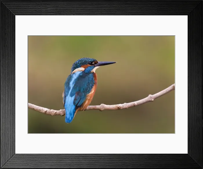 Framed Print : Kingfisher - on branch - UK Framed Print : Kingfisher - on branch - UK