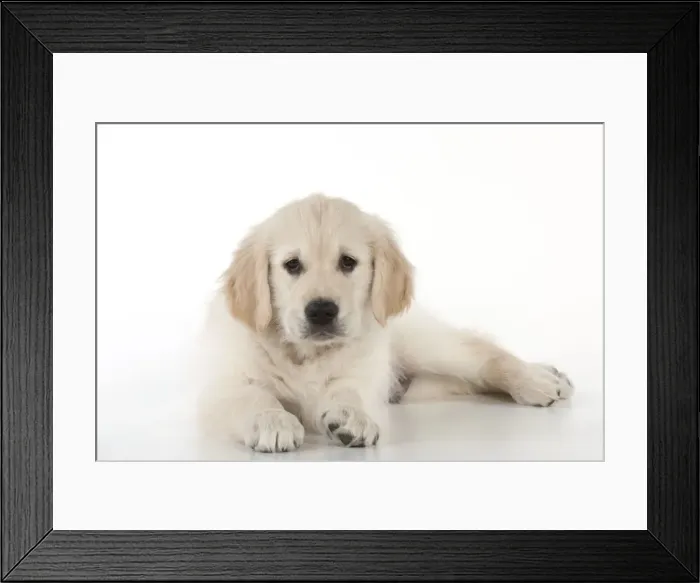 Framed Print : Dog - Golden Retriever - puppy lying down Framed Print : Dog - Golden Retriever - puppy lying down