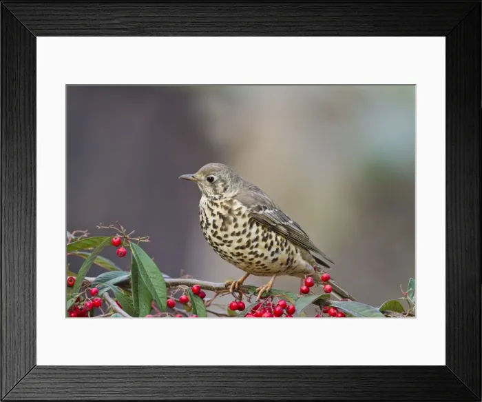 Framed Print : Mistle Thrush - on cotoneaster - Bedfordshire UK 8806 Framed Print : Mistle Thrush - on cotoneaster - Bedfordshire UK 8806