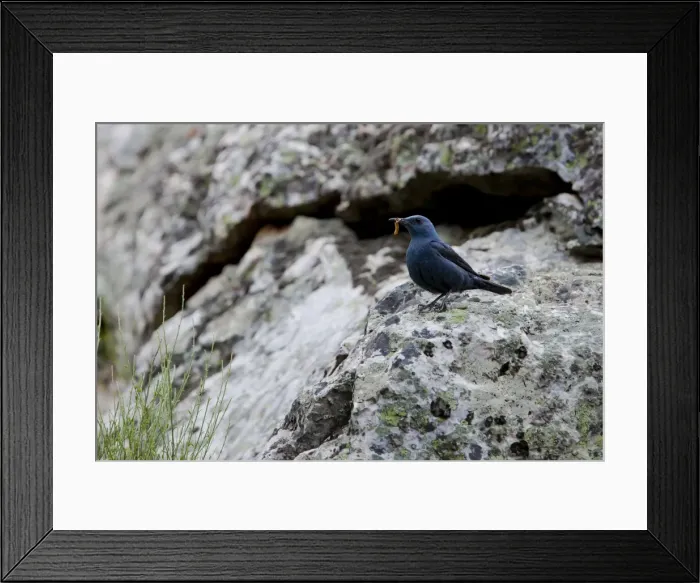 Framed Print : Blue Rock Thrush - adult male perching on a rock - Southern Spain Framed Print : Blue Rock Thrush - adult male perching on a rock - Southern Spain