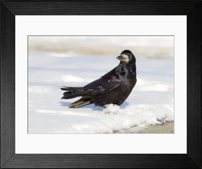 Framed Print : Rook - in the snow - UK Framed Print : Rook - in the snow - UK