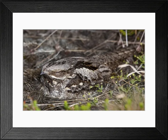 Framed Print : Nightjar - on the ground Framed Print : Nightjar - on the ground
