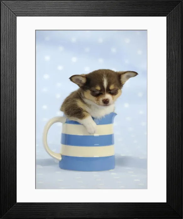 Framed Print : DOG. Chihuahua puppy sleeping in jug Framed Print : DOG. Chihuahua puppy sleeping in jug