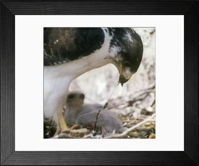 Framed Print : Augur Buzzard - feeding chick at nest Framed Print : Augur Buzzard - feeding chick at nest