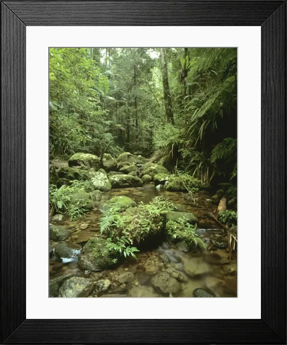 Framed Print : Eucalypt forest Kangaroo Valley, New South Wales, Australia JPF32110 Framed Print : Eucalypt forest Kangaroo Valley, New South Wales, Australia JPF32110