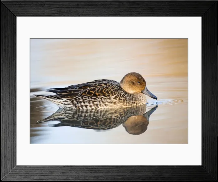 Framed Print : Pintail duck - female - UK Framed Print : Pintail duck - female - UK