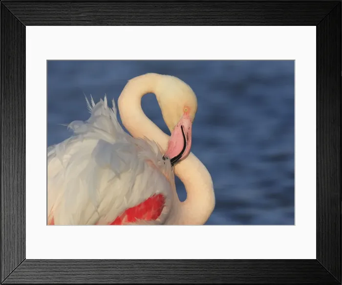 Framed Print : Greater Flamingo - in water grooming. Pont-de-Gau ornithological park - Saintes Maries de la Mer - Camargue - Bouches du Rhone - France Framed Print : Greater Flamingo - in water grooming. Pont-de-Gau ornithological park - Saintes Maries de la Mer - Camargue - Bouches du Rhone - France